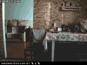 dinner theif funny dog gif
