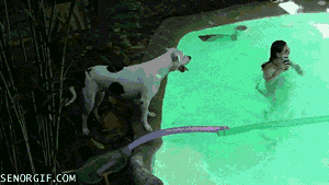 foul ball funny dog gif