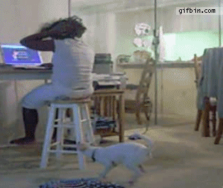 hair funny dog gif