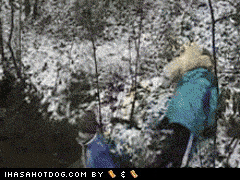 crash funny dog gif