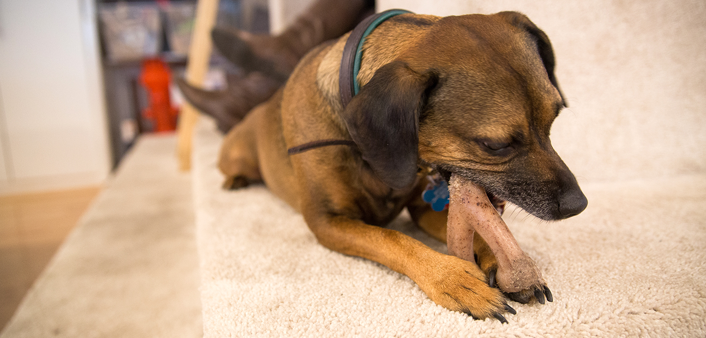 Benebone Bacon Flavor for Dogs Essentials