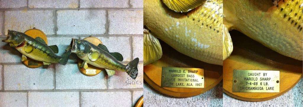 Sharps Fish Composite Harold Sharp’s fish from Smith Lake, AL (1967) and Chickamauga Lake, TN (1968). Photo courtesy of Chad Sawyer.