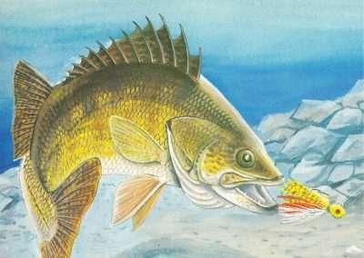 Wiley Miller Walleye Eating a Jig