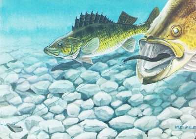 Wiley Miller Walleye closing in on a Lindy Rig