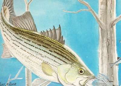 Wiley Miller Striped Bass Eating a Hair Jig