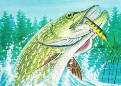 Wiley Miller Northern Pike Hooked on Rapala