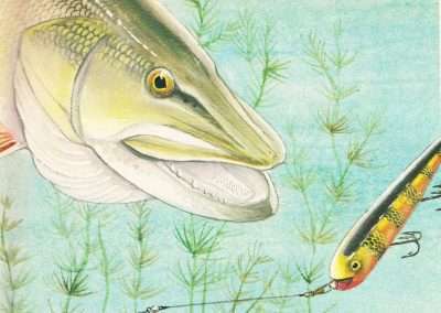 Wiley Miller Muskie Eyeing a Smitty Bait