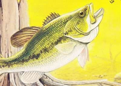 Wiley Miller Largemouth Eating a Heddon Meadow Mouse.