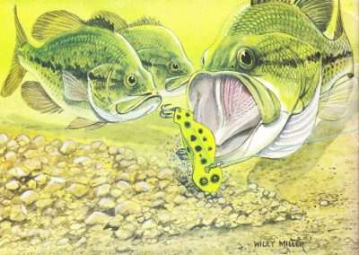 Wiley Miller Largemouth Closing in on a Spoonplug