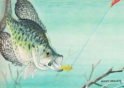 Wiley Miller Crappie Eating a Small Jig