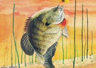Wiley Miller Bluegill Eating a Popper