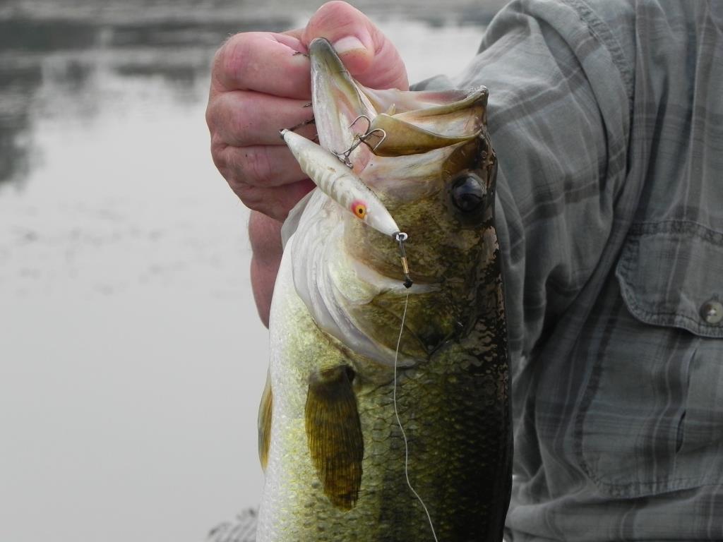 ルアー・フライ 1253.HEDDON DYING QUIVER The Dying Flutter and