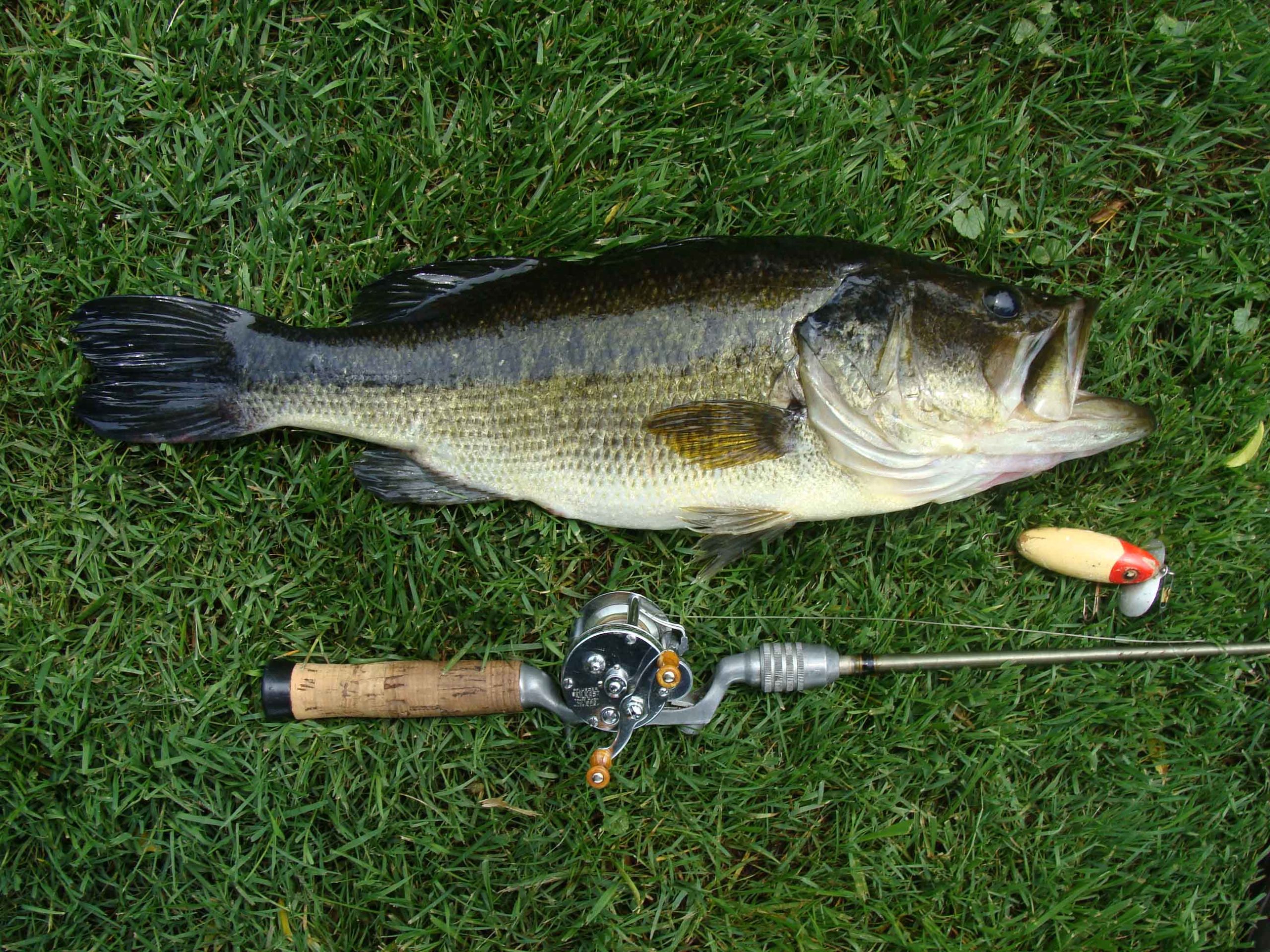 My Favorite Red & White Lure of All Time - Bass Fishing Archives Sunday Sonnett My Favorite Red & White Lure of All Time - Bass Fishing Archives Sunday Sonnett