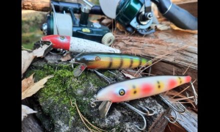 DAM Quick Champion Series - Bass Fishing Archives