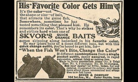 Can Fish See Colors