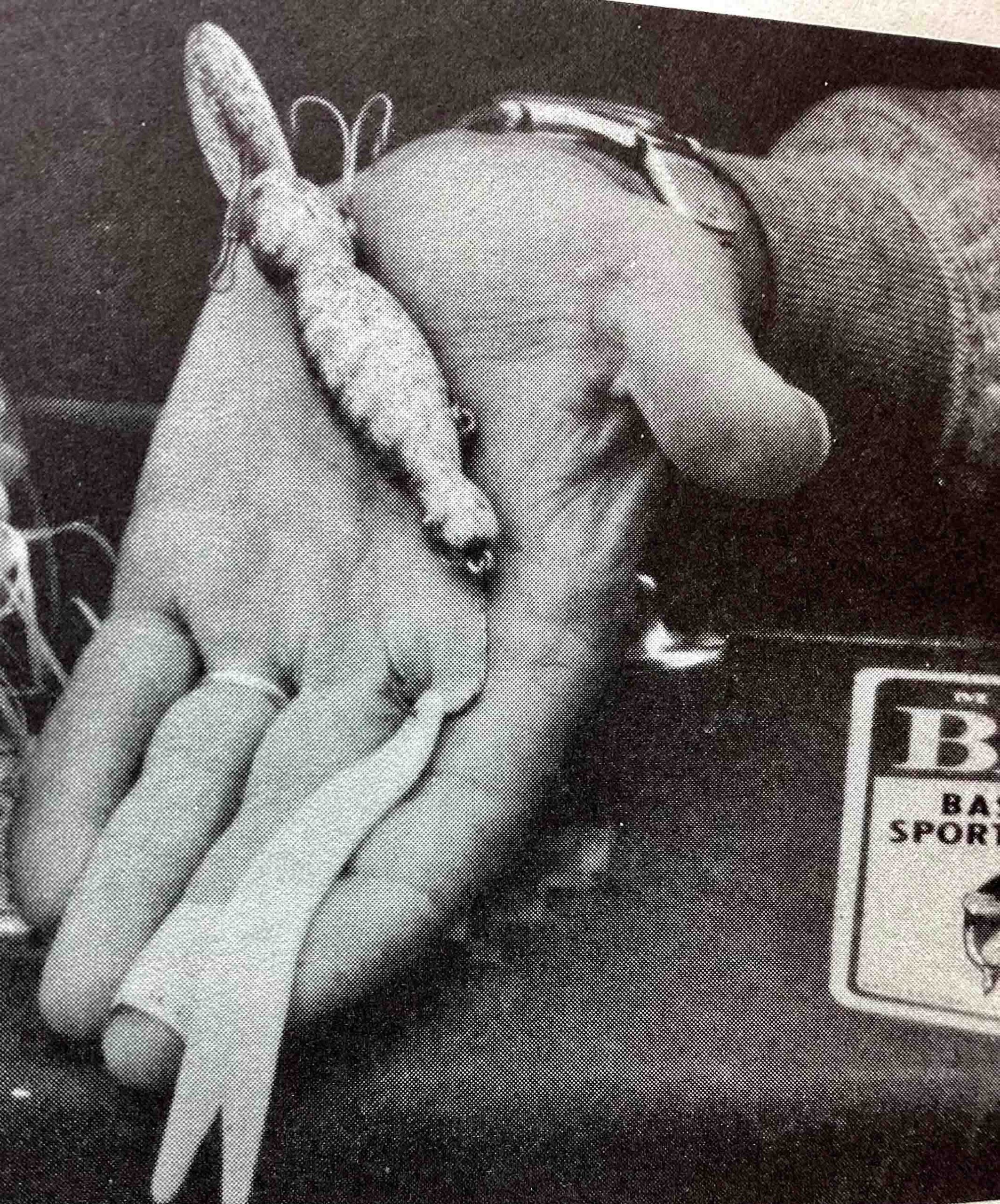 (13) Stan shows his favorite rigging for a Water Dog Stan shows his favorite rigging for a Water Dog. Image Mike Orzell.