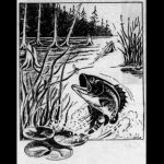 Bass and Insects