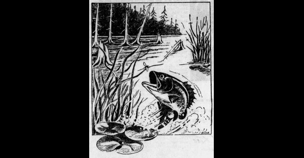 Bass and Insects