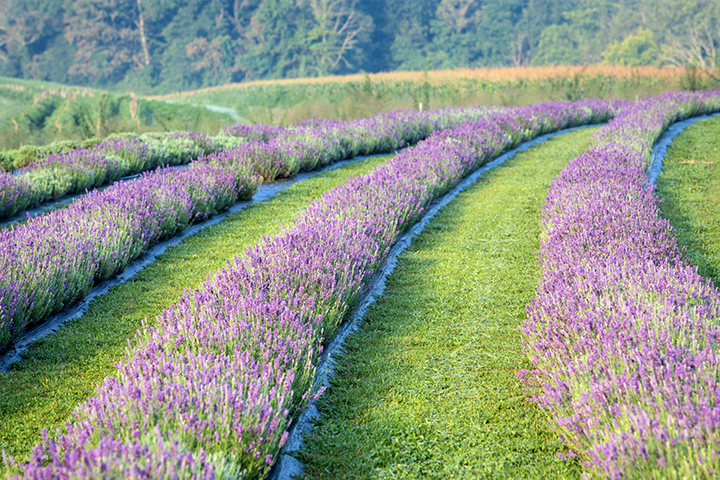 A picture of lavender fields 