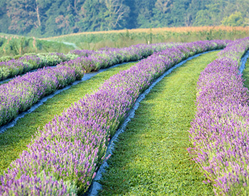 Lavender Fields Bazaar