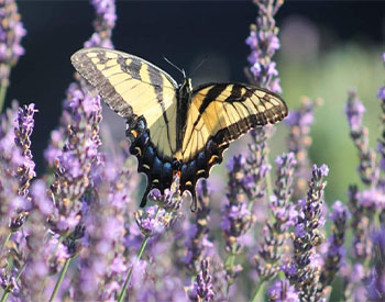 Lavender Bloom Festival