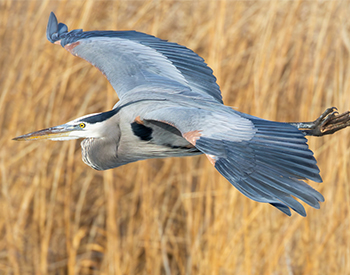 Maryland Birding Convention