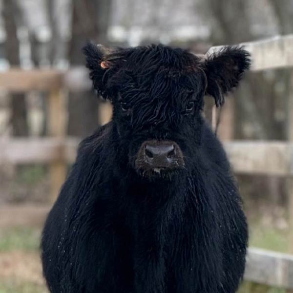 Highland cow named Countess