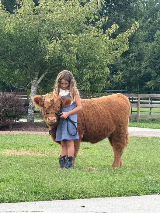 Highland cow named Rohloff Ranch Ember