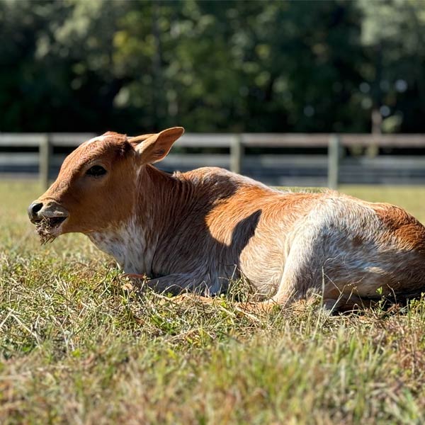 Highland cow named Ella