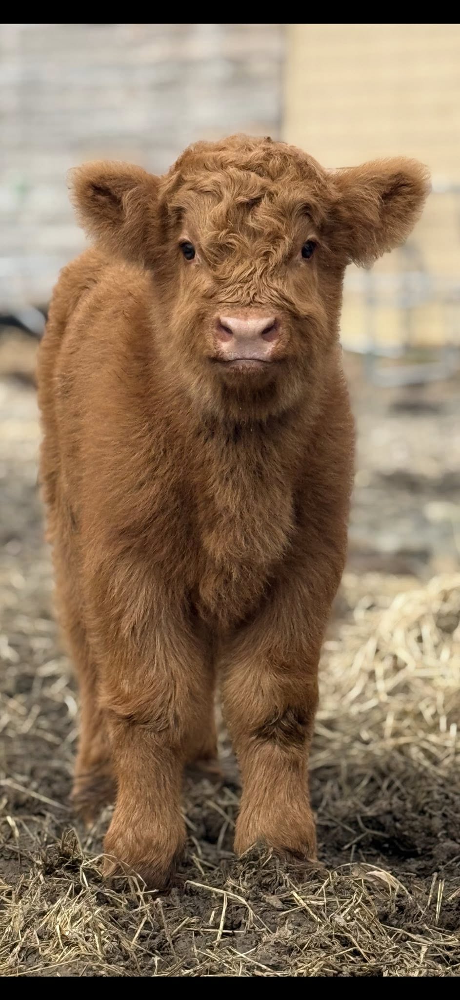 Highland cow named Rohloff Ranch Ember