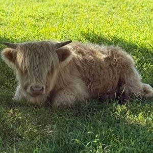 Highland cow named Everest