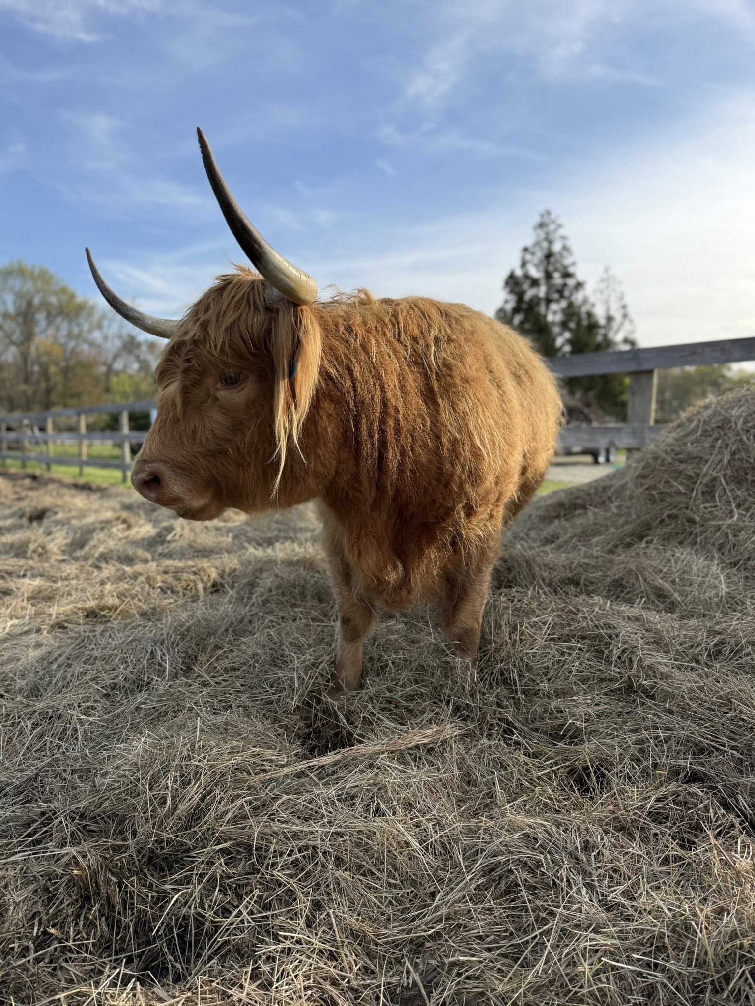 Highland cow named LEA Piper