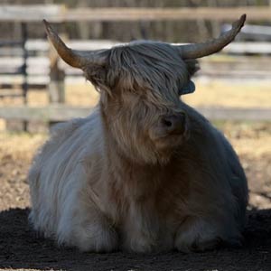 Highland cow named Ione (Io)
