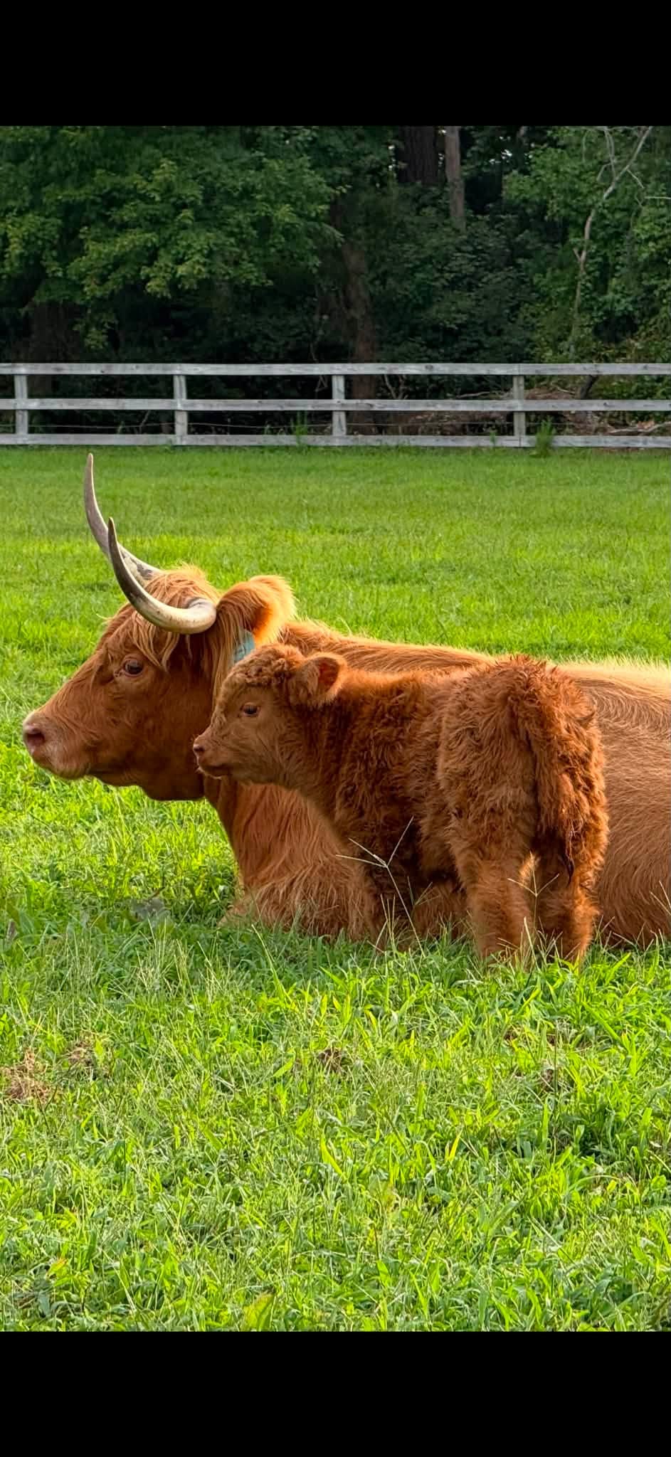 Highland cow named Rohloff Ranch Mabel