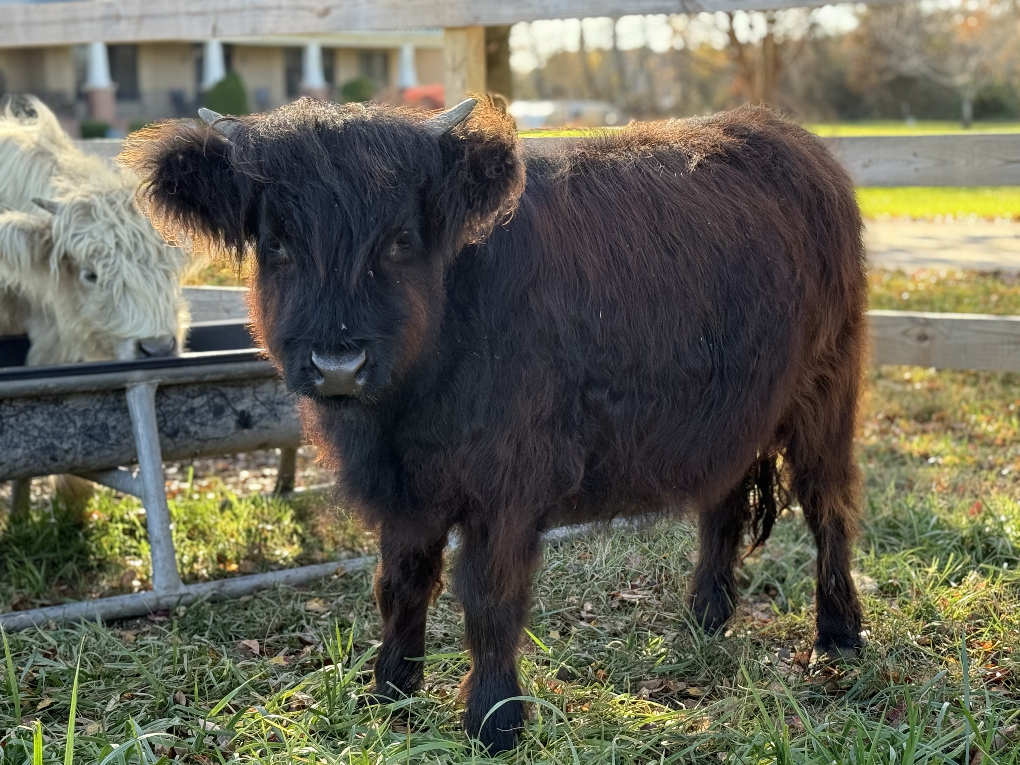 Highland cow named Mooana