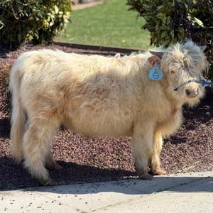 Highland cow named Otis