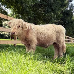 Highland cow named Otis