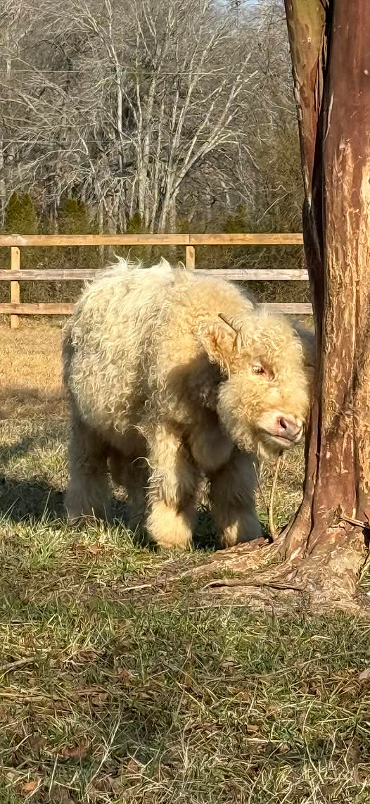Highland cow named Otis