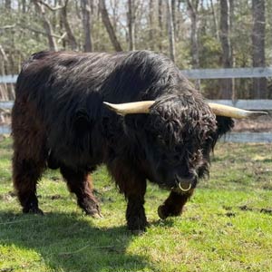 Highland cow named Perseus
