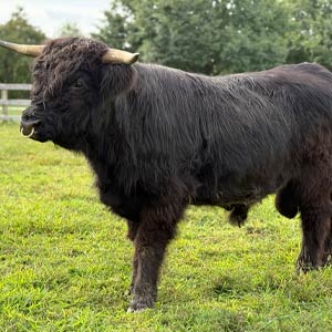 Highland cow named Perseus