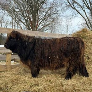 Highland cow named Raegun Rose