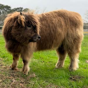 Highland cow named Ripple