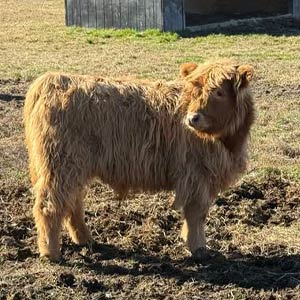 Highland cow named Roscoe