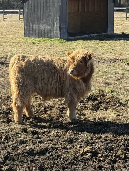 Highland cow named Roscoe