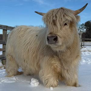 Highland cow named Siobahn (pronounce she-vahn)