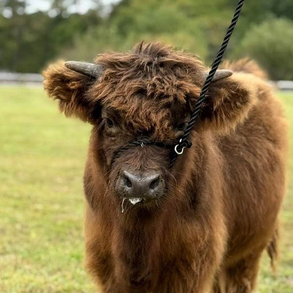 Highland cow named Theo