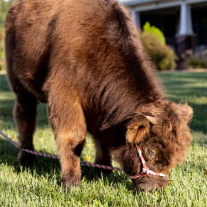 Highland cow named Theo