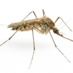 Mosquitoes – Not Just A Nuisance!