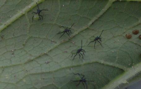 Ticks and Lyme Disease