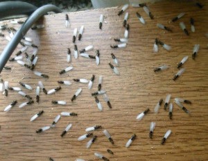 The World’s Scariest Pests